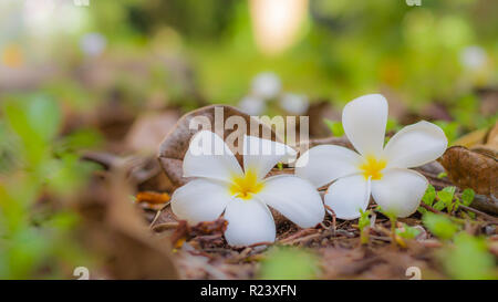Weiße Plumeria- oder Frangipani-Blumen. Die Blumenblüte im Spa mit tropischem Blumenmuster ist in der Nähe. Sommerlandschaft der Plumeria Blume helle bunte Blumen Stockfoto