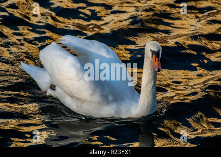 Schwan auf Spree in Berlin Deutschland Stockfoto