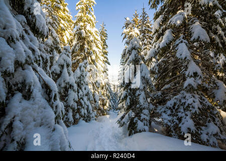 Schönen winter fairy tale Berglandschaft. Reihen von hohen dunkelgrünen Tannen bedeckt mit dicken Schnee. Einsam im Wald unter strahlend blauem Sk Stockfoto