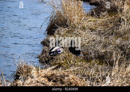 Enten Stockfoto