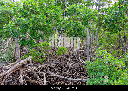 Wald von Roten Mangroven (Rhizophora mangle) mit aufwendigen root Systeme - Anne Kolb, Hollywood, Florida, USA Stockfoto