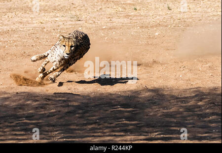 Im südlichen Afrika gepard fotografiert in Namibia. Stockfoto