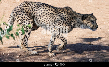 Im südlichen Afrika gepard fotografiert in Namibia. Stockfoto