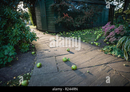 Eine low-down-Perspektive Schuß eines geschwungenen Garten Fußweg, sie ist gefallen, grüne Äpfel gesehen werden kann auf dem Boden verstreut werden. Stockfoto