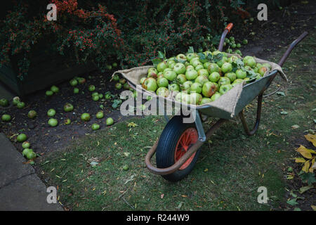 Eine breite - geschossen von einer Schubkarre mit Frische, grüne Äpfel in einem Garten gefüllt. Stockfoto