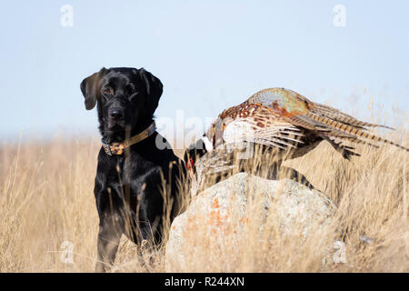 Ein schwarzer Labrador Retriever mit einem Hahn Fasan in South Dakota Stockfoto