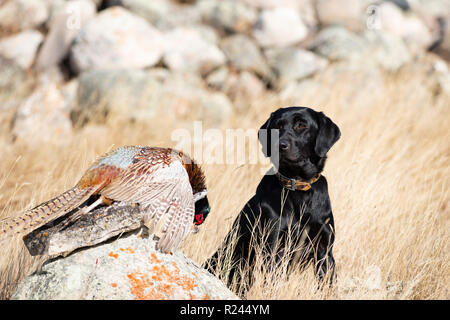 Ein schwarzer Labrador Retriever mit einem Hahn Fasan in South Dakota Stockfoto