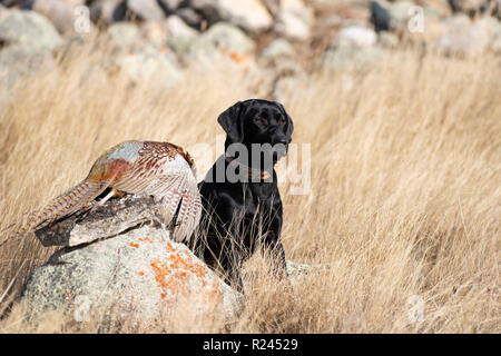 Ein schwarzer Labrador Retriever mit einem Hahn Fasan in South Dakota Stockfoto