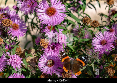 Blaue Schmetterlinge fliegen in cosmos Blumen gegen eine Dämmerung Himmel Stockfoto
