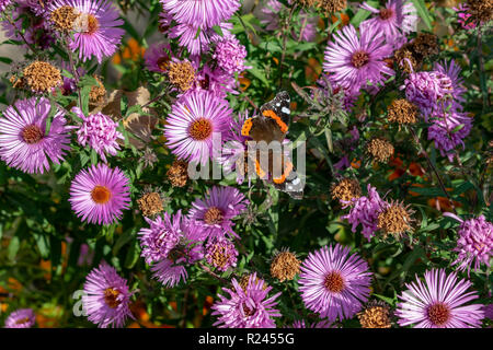 Blaue Schmetterlinge fliegen in cosmos Blumen gegen eine Dämmerung Himmel Stockfoto