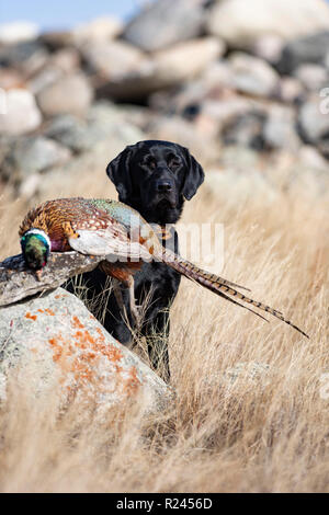 Ein schwarzer Labrador Retriever mit einem Hahn Fasan in South Dakota Stockfoto