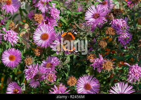 Blaue Schmetterlinge fliegen in cosmos Blumen gegen eine Dämmerung Himmel Stockfoto