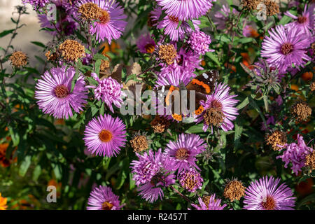 Blaue Schmetterlinge fliegen in cosmos Blumen gegen eine Dämmerung Himmel Stockfoto