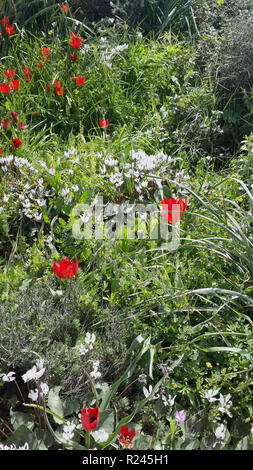 Cyclamen Blumen und Mohn Blumen in einer natürlichen, grünen Wiese mit anderen Wildblumen Stockfoto