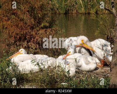 Herbst in Nordtexas OL 7368361 Stockfoto