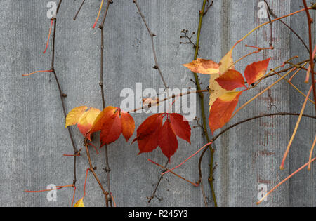 Nahaufnahme der bunten Blätter im Herbst von Virginia Creeper auf dem Hintergrund der grauen Zaun aus Asbestzement wave Blatt im Licht der bewölkten Tag. Stockfoto