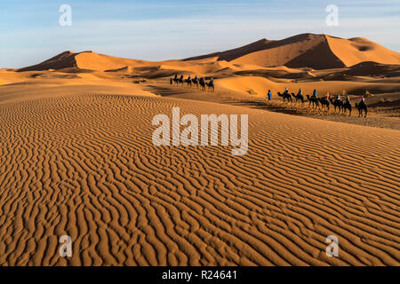 Kamel Fahrradkarawane in der Wüste Sahara bei Merzouga, Marokko | Kamelkarawane in der Sahara in der Nähe von Merzouga, Königreich Marokko, Afrika Stockfoto