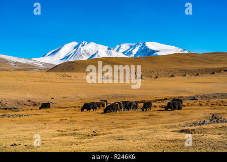 Sommer Blick der Steppe mit einer Herde von Kühen und der schönen schneebedeckten Berg in der Mongolei Stockfoto