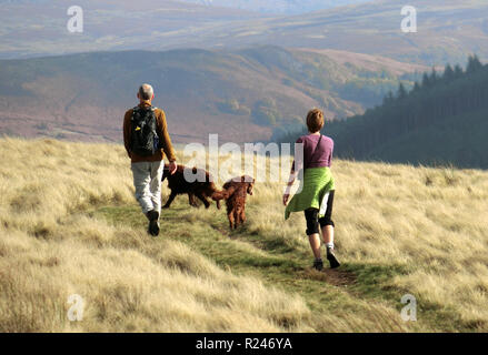 Senior kaukasischen Paar ihre Irischen oder Red Setter Hunde, Peak District, England, UK im Oktober Stockfoto