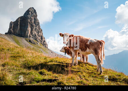 Junge Kälber auf einer Alp in den Schweizer Bergen, Schweiz Stockfoto