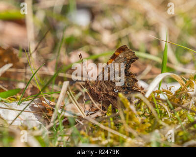 Komma Schmetterling (Polygonia c-Album) Aalen auf dem Gras Stockfoto