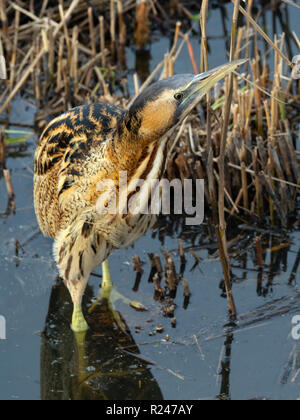 Rohrdommel Botaurus stellaris Fütterung Minsmere RSPB Reservat Suffolk November Stockfoto