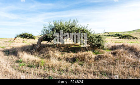 Korkeichen (Quercus suber) in der Morgensonne, Sardinien Italien Stockfoto