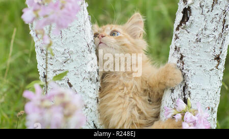 Ginger kitten kriecht auf einen Baum vor dem Hintergrund von Gras und Blumen. Stockfoto