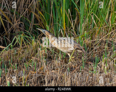 Rohrdommel Botaurus stellaris Fütterung Minsmere RSPB Reservat Suffolk November Stockfoto