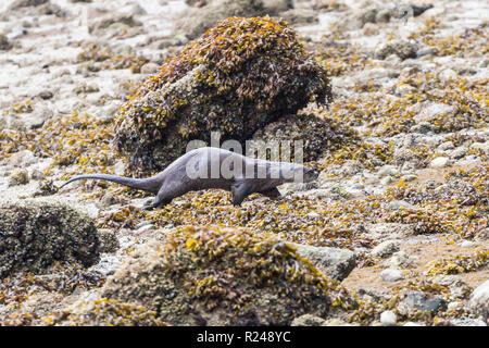 Ein Flussotter, der über das Vorland am Rande des Stanley Parks, Vancouver City, British Columbia, Kanada, läuft Stockfoto