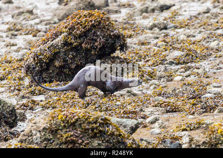 Ein Flussotter, der über das Vorland am Rande des Stanley Parks, Vancouver City, British Columbia, Kanada, läuft Stockfoto