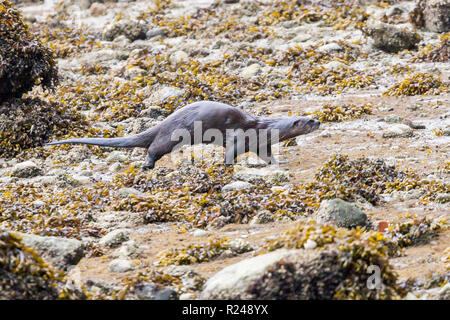 Ein Flussotter, der über das Vorland am Rande des Stanley Parks, Vancouver City, British Columbia, Kanada, läuft Stockfoto