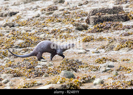 Ein Flussotter, der über das Vorland am Rande des Stanley Parks, Vancouver City, British Columbia, Kanada, läuft Stockfoto