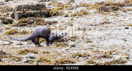 Ein Flussotter, der über das Vorland am Rande des Stanley Parks, Vancouver City, British Columbia, Kanada, läuft Stockfoto