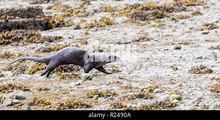 Ein Flussotter, der über das Vorland am Rande des Stanley Parks, Vancouver City, British Columbia, Kanada, läuft Stockfoto