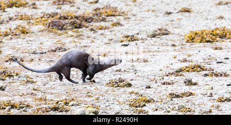 Ein Flussotter, der über das Vorland am Rande des Stanley Parks, Vancouver City, British Columbia, Kanada, läuft Stockfoto