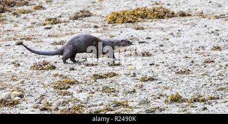 Ein Flussotter, der über das Vorland am Rande des Stanley Parks, Vancouver City, British Columbia, Kanada, läuft Stockfoto