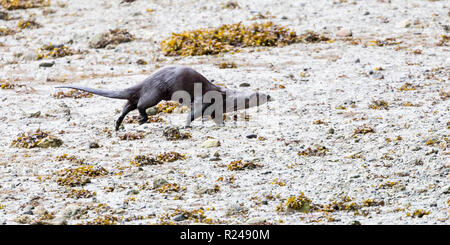 Ein Flussotter, der über das Vorland am Rande des Stanley Parks, Vancouver City, British Columbia, Kanada, läuft Stockfoto