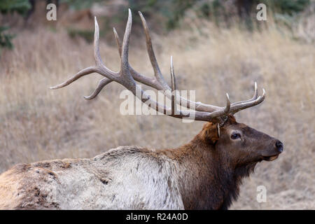 Bull elk closeup der Geweihe in der Nähe von Estes Park, Colorado Stockfoto