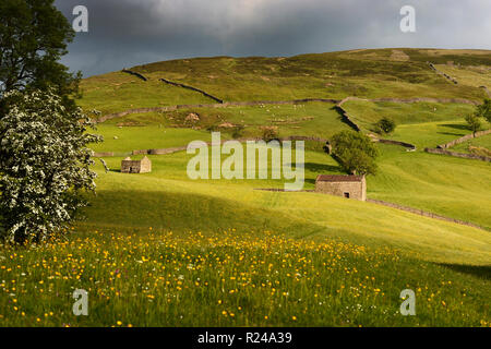 Stein Feld Scheunen in wilde Blumenwiesen, Keld, Swaledale, Yorkshire Dales National Park, North Yorkshire, England, Großbritannien, Europa Stockfoto