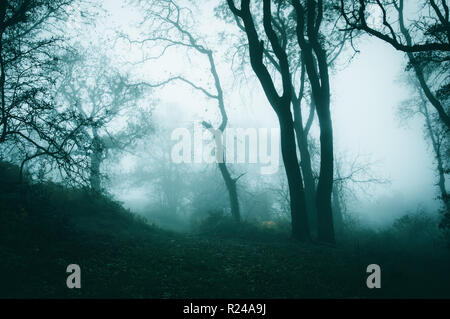 Ein Weg durch einen gruseligen Wald im Winter an einem nebligen Tag. Mit einem kalten, blauen bearbeiten Stockfoto