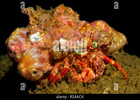 Anemone Hermit Crab (Dardanus Pedunculatus) mit parasitären Anemonen (Calliactis parasitica) auf Ihrer Shell, Sulawesi, Indonesien Stockfoto