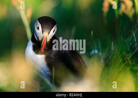 Papageitaucher (Fratercula arctica), Sumburgh Head, South Festland, Shetlandinseln, Schottland, Großbritannien, Europa Stockfoto