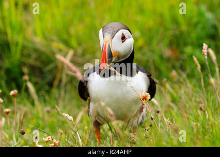 Papageitaucher (Fratercula arctica), Sumburgh Head, South Festland, Shetlandinseln, Schottland, Großbritannien, Europa Stockfoto