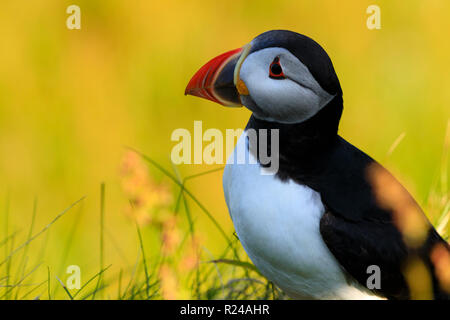 Papageitaucher (Fratercula arctica), Sumburgh Head, South Festland, Shetlandinseln, Schottland, Großbritannien, Europa Stockfoto