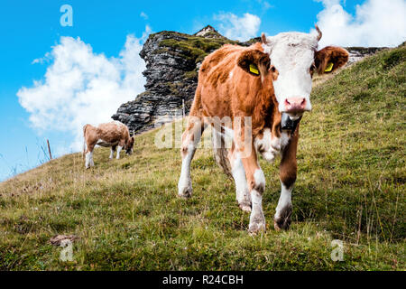 Junge Kälber auf einer Alp in den Schweizer Bergen, Schweiz Stockfoto