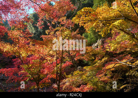 Japanischer Ahorn Bäume im Herbst, in Arashiyama, Kyoto, Japan, Asien Stockfoto