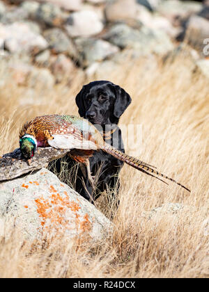 Ein schwarzer Labrador Retriever mit einem Hahn Fasan in South Dakota Stockfoto