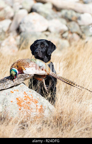 Ein schwarzer Labrador Retriever mit einem Hahn Fasan in South Dakota Stockfoto