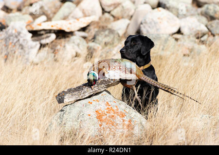 Ein schwarzer Labrador Retriever mit einem Hahn Fasan in South Dakota Stockfoto